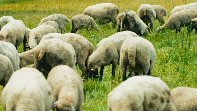 A herd of sheep graze contentedly on lush green grass under the warm sun. Perfect for commercials, documentaries, or nature-related projects