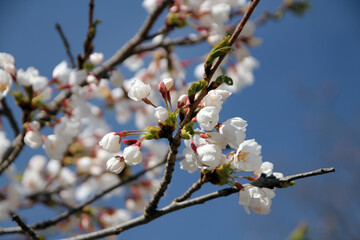 Blooming white cherry flowers on branch