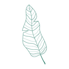 Leaf Line Art