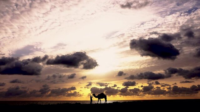 Silhouette Red Sea sunrise dromedary camel herder Egypt