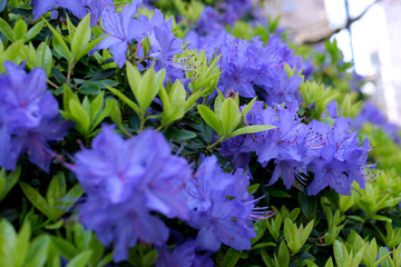An amazing, low-growing evergreen shrub that blooms with blue flowers in the spring. It thrives in...