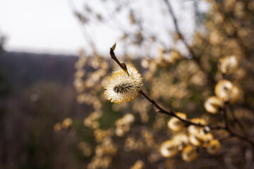 Blooming willow blurred background close-up. Willow branches Salix caprea with buds that open in...