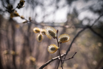 Blooming willow blurred background close-up. Willow branches Salix caprea with buds that open in early spring.