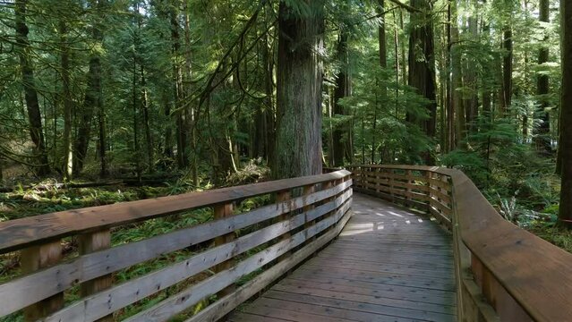 Trail in the Rain Forest during a vibrant sunny spring season day. Taken in MacMillan Provincial Park, Vancouver Island, British Columbia, Canada.