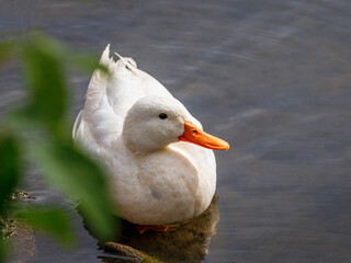 wild white duck swimms along the lake shore