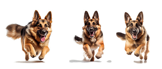 german shepherd dog on a transparent background (PNG). Generative AI - obrazy, fototapety, plakaty