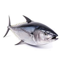 Blue Fin Tuna Isolated White Illustration