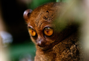 Philippine tarsier