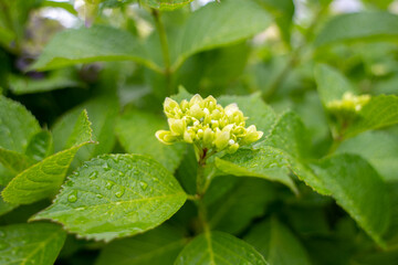 雨に濡れる紫陽花の蕾と葉っぱ