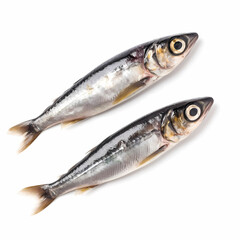 Two Sardines Top View Isolated White Illustration
