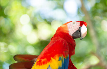 cute ara macaw parrot bird. ara macaw parrot outdor. ara macaw parrot outside. © be free