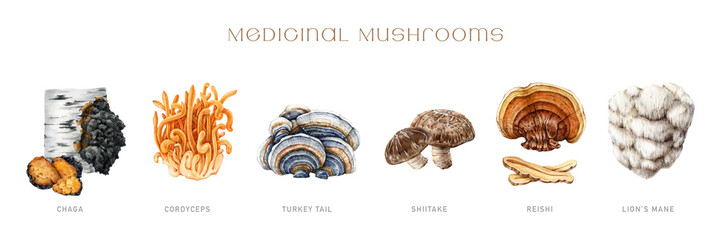 Medicinal mushroom painted set. Watercolor illustration. Hand drawn natural medicinal fungus element collection. Lions mane, chaga, reishi, cordyceps, turkey tail, shiitake mushroom. White background © anitapol