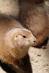 日光を浴びるプレーリードッグ