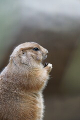 エサを食べるプレーリードッグ