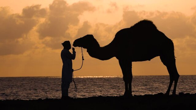 Sunrise Silhouette Arabic male resting camel Red Sea 
