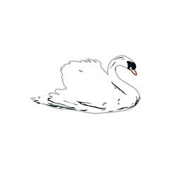 sketch of a swan with transparent background