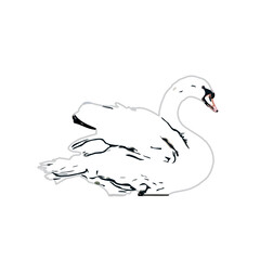 sketch of a swan with transparent background