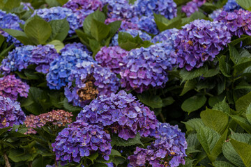 Hydrangeas blooming at Zhuzihu, Yangmingshan, Taipei, Taiwan