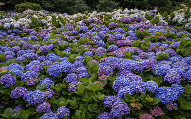 Hydrangeas blooming at Zhuzihu, Yangmingshan, Taipei, Taiwan