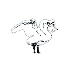 sketch of a swan with transparent background