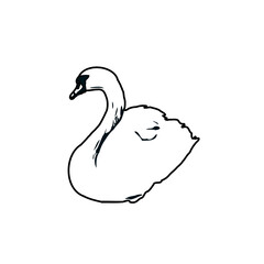 Fototapeta na wymiar sketch of a swan with transparent background