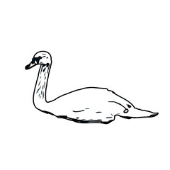 sketch of a swan with transparent background