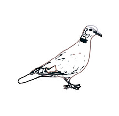 turtledove sketch with transparent background