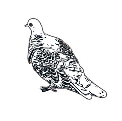 turtledove sketch with transparent background