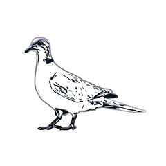 turtledove sketch with transparent background