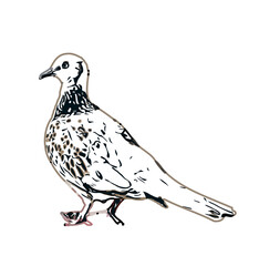 turtledove sketch with transparent background
