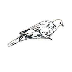 turtledove sketch with transparent background
