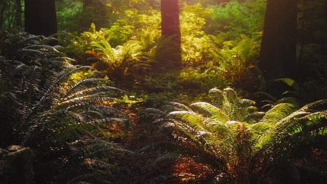 Fern Loop. Sunlight through the grass and magnificent view of the forest. Background