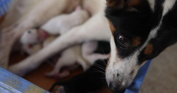 Close-up of a Newborn puppy eating breast milk. Lactating dog mother feeding puppies. Many puppy suckle milk from a lying nursing mother. Breastfed white bitch cubs. Dog mother love puppies. 4K.