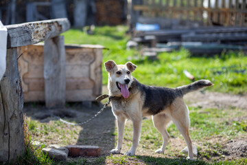 A cheerful big dog with a chain tongue sticking out. dog on a chain that guards the house. A happy pet with its mouth open. Simple dog house in the background