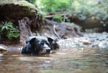Dog lying in water in forest on hot summer day. Cute puppy dog submerge in water off shallow creek...