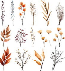 Set of dried floral watecolor. dry flower, dry leaves. Floral poster, invitation floral. Vector arrangements for greeting card or invitation design	
