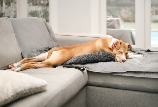 Puppy sleeping in funny position on sofa known as frog legging, sploot or splooter. Sideview of relaxed puppy dog sleeping stretched out long. 6 months old, female Boxer mix breed. Selective focus.