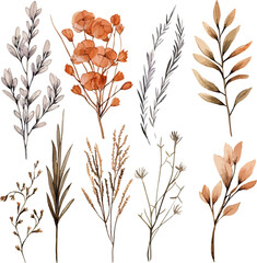 Set of dried floral watecolor. dry flower, dry leaves. Floral poster, invitation floral. Vector arrangements for greeting card or invitation design	
