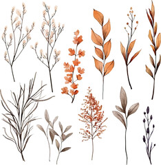 Set of dried floral watecolor. dry flower, dry leaves. Floral poster, invitation floral. Vector arrangements for greeting card or invitation design	
