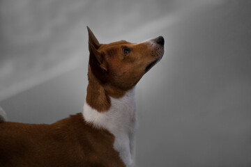 2022-07-11 SIDE SHOT OF A TAN AND WHITE AMERICAN RAT TERRIER LOOKING UP WITH A BRIGHT EYE AND A BLURRY BACKGROUND