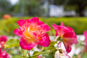 Warm pink rose garden