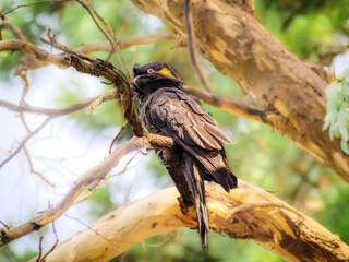 Black Yellow Cockatoo
