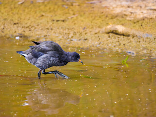 Coot Stalking