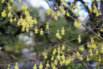 トサミズキの花