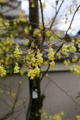 トサミズキの花