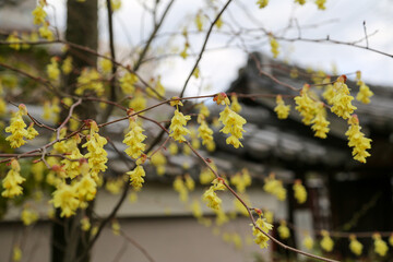 トサミズキの花