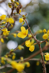 レンギョウの黄色い花