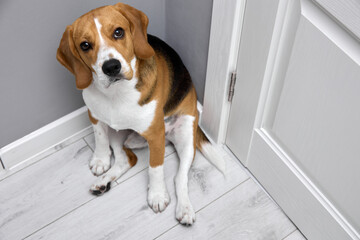Beautiful little dog beagle sits looking up tilting his head slightly. Obedient purebred puppy sits...