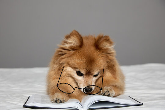 Smart little dog with glasses depicts attentive reading lying on a bed on a gray background. A German Spitz scientist carefully reads an interesting book using glasses.