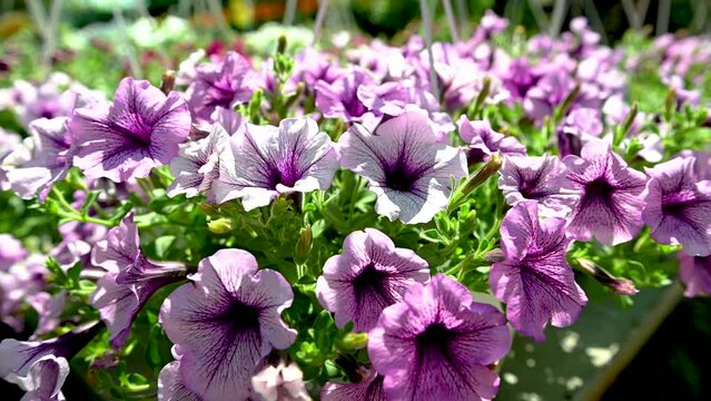 Pink Petunia Kitano Seeds flower with a green leaves on background